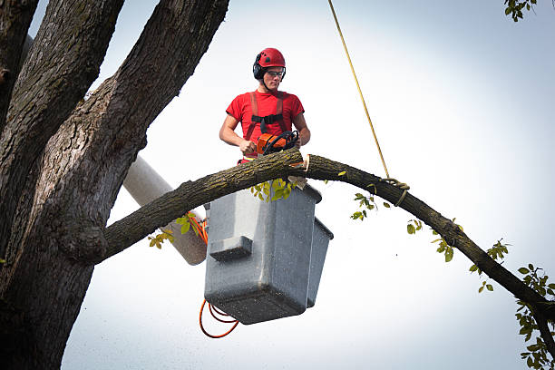 Tree and Shrub Care in Glendora, NJ