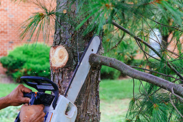 How Our Tree Care Process Works  in  Glendora, NJ